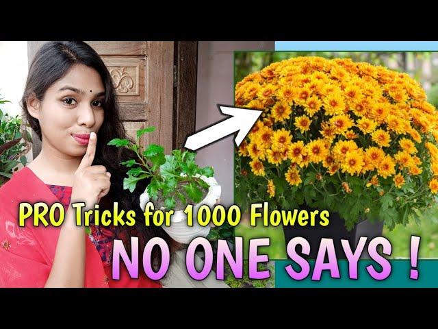 PRO Tricks and Tips to Get More Chrysanthemum Flowers // Chrysanthemum Plant Care // Plantalogy