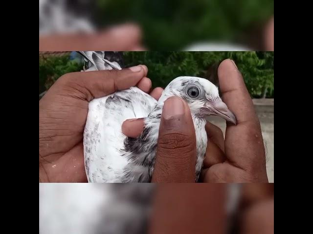 #pigeon #birds #music