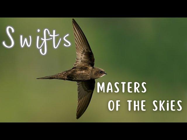 Swifts | A Bird That Doesn't Perch, Stand or Walk