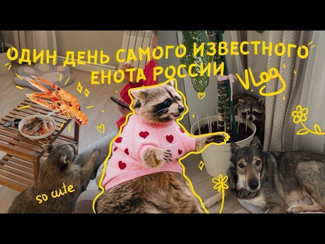 Один день из жизни самого популярного енота России - Тёмы