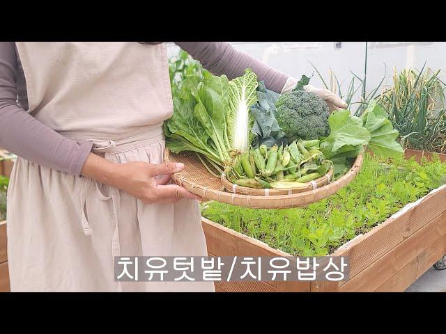 [city farmer kkotnim] The crops harvested in May and the healing meal of rooftop farmers