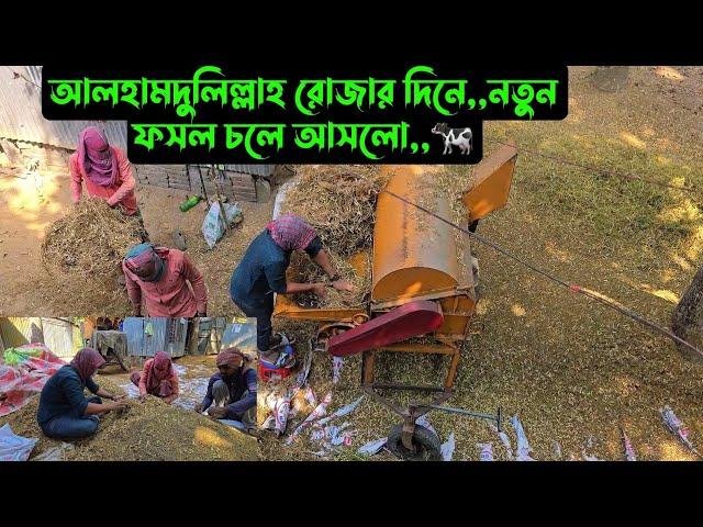 আলহামদুলিল্লাহ রোজার দিনে,,নতুন ফসল চলে আসলো,,