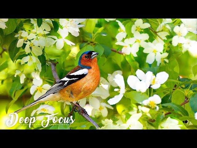 Deep Focus Music for Studying   Relaxing Music with Birds Singing   Reduce Stress Piano Music