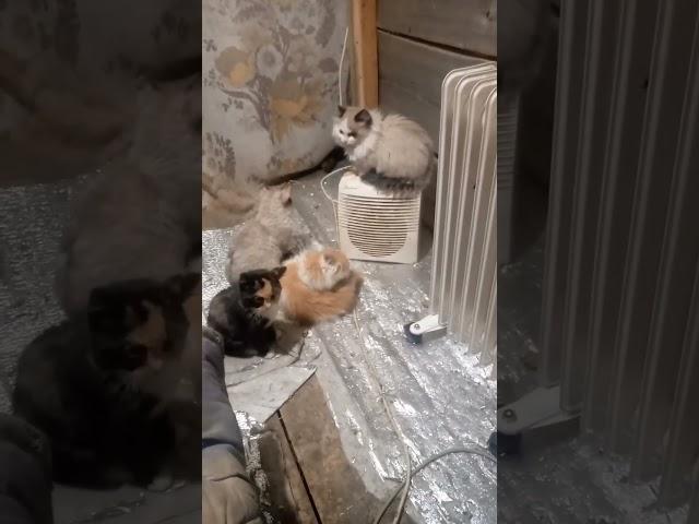#КОЗЬЯ ФЕРМА В СИБИРИ#