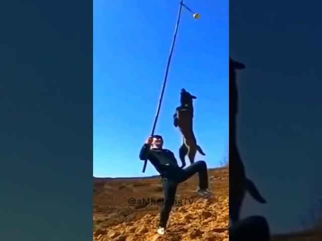 Can Your Dog Do This? You Have to See!  #shorts #dog #amazing