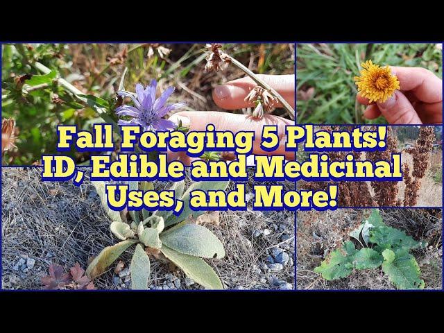 Five Plants to Forage in the Fall - Fall Root Foraging