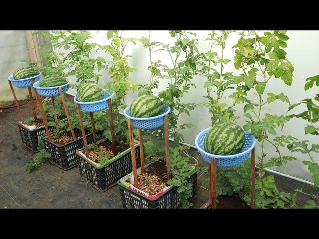 You can eat watermelon all year round if you know this unique method of growing watermelon at home