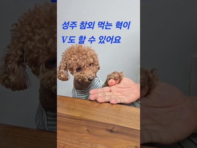 성주 참외 먹는 댕댕이 우리 혁이