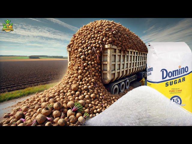 How Sugar Is Made In Factory - From Field to Sweetness