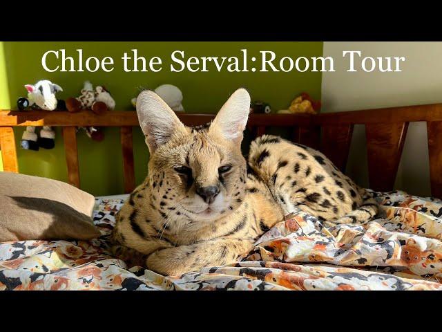 Teenage Serval Room Tour!