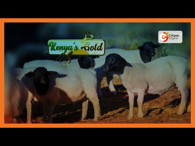 Kenya's Gold | Umuhimu wa kukata mkia wakondoo - Gold Features