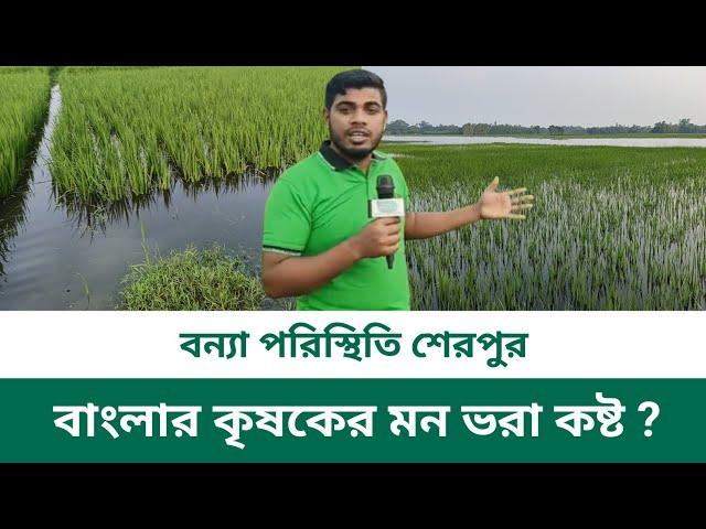 SIMPATA TV is live! বন্যা পরিস্থিতি শেরপুর বাংলার কৃষকের মন ভরা কষ্ট ? || Sherpur News