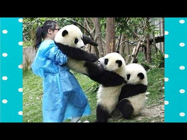 FUNNY and CUTE PANDA will make you LAUGH YOUR HEAD OFF | Funny Babies and Pets