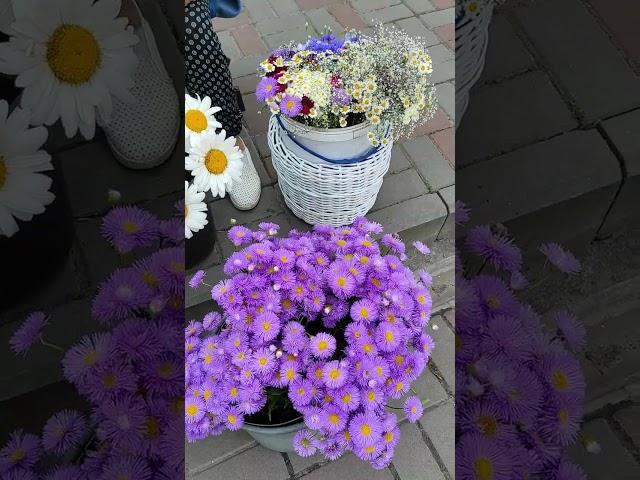 Такие разные ромашки#цветы#ромашки#астровые#сложноцветные#цена#украина#черкассы#рынок
