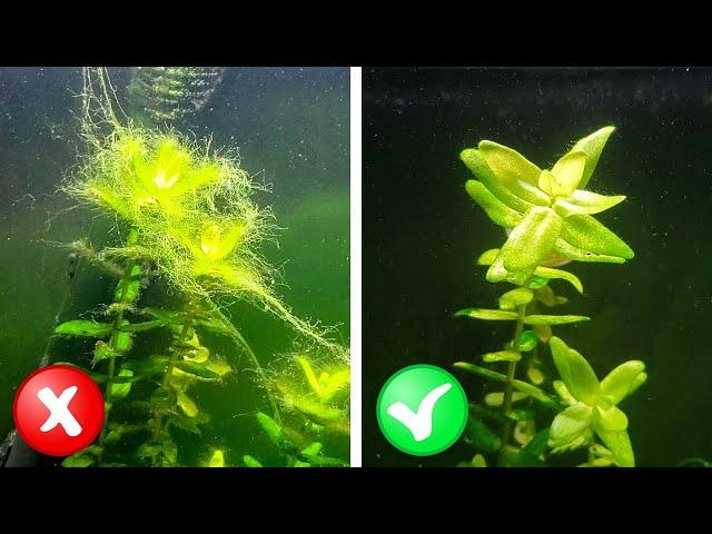 How to Balance a Planted Tank | Step-by-Step Guide