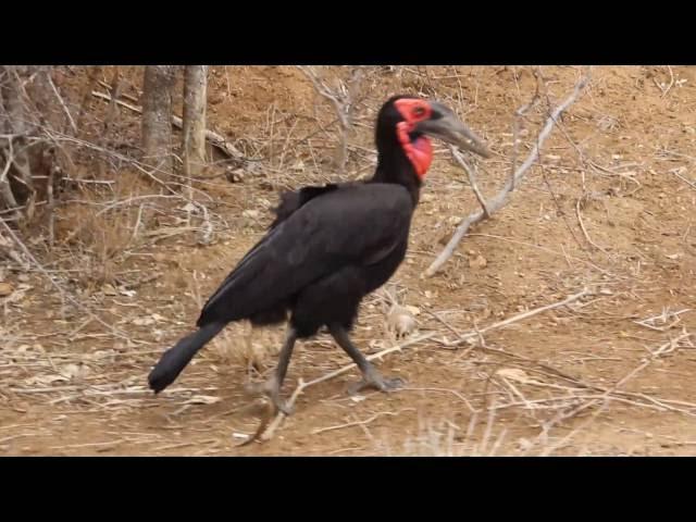 Southern Ground Hornbill