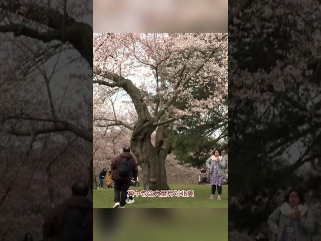 一起来看看樱花烂漫的春季加拿大有多美 #爱微国际 #加拿大 #加拿大移民
