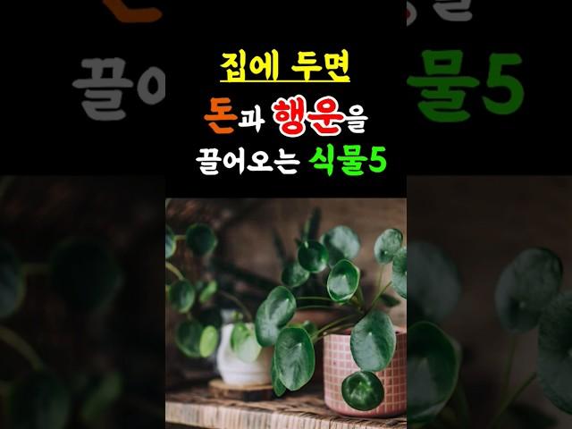 부자들만 몰래 키운다는 '이 식물'  돈복 들어옵니다 #풍수#식물