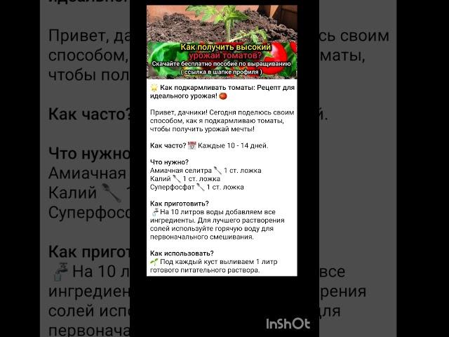 как подкармливать помидоры