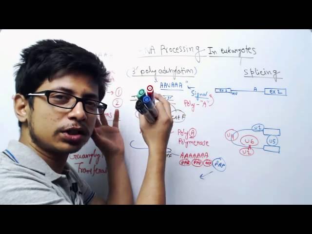 RNA Processing in eukaryotes | RNA splicing, capping and editing