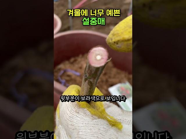 겨울에 너무 예쁜 설중매