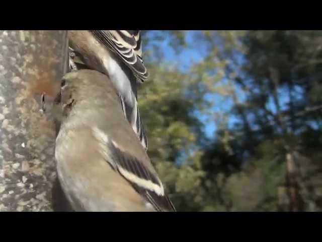 Goldfinches in Autumn--NARRATED (on YouTube: Jo Alwood)