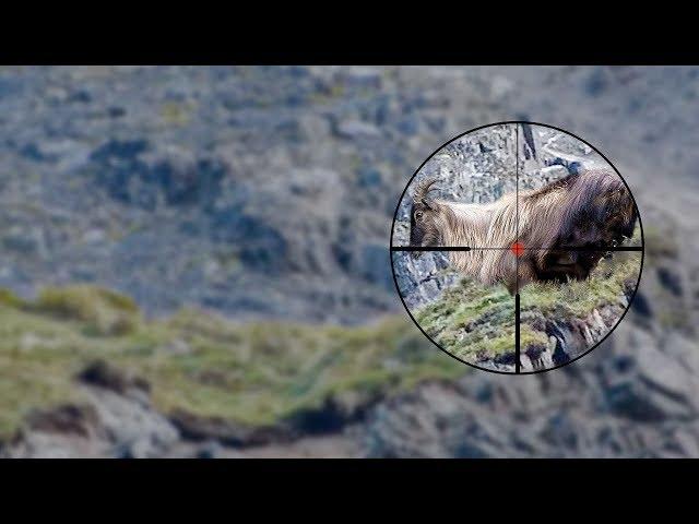 Amazing Tahr Hunting - 7 Kill Shots