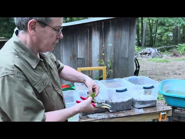 Rooting Azaleas from Softwood Cuttings