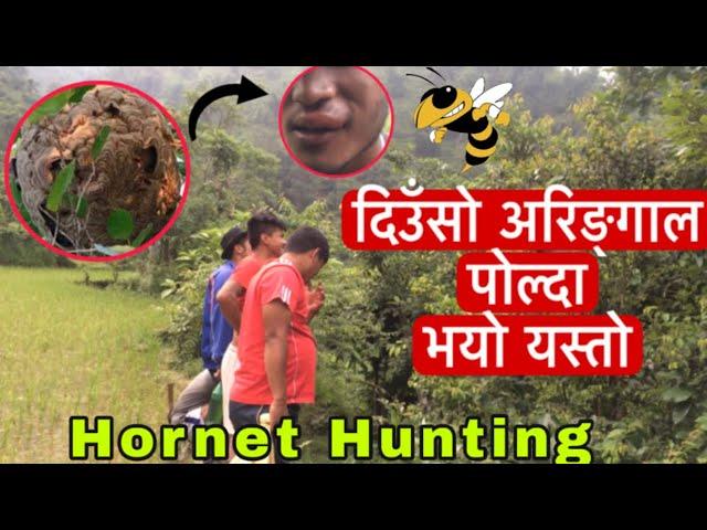 दिउॅंसो अरिङ्गाल पोल्दा भयो यस्तो हाल | Hornet Hunting | Namaste Syangja Tv