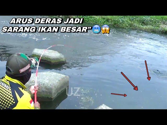 Mimpi apa semalam mancing ikan mas di sungai liar dapat sebesar ini