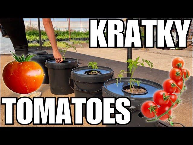 GROWING KRATKY HYDROPONIC TOMATOES  || How to set up a Kratky System EASY!