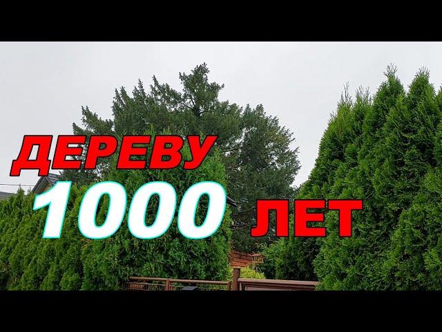 Самое старое дерево в Чехии, возможно. 1000 лет дереву.