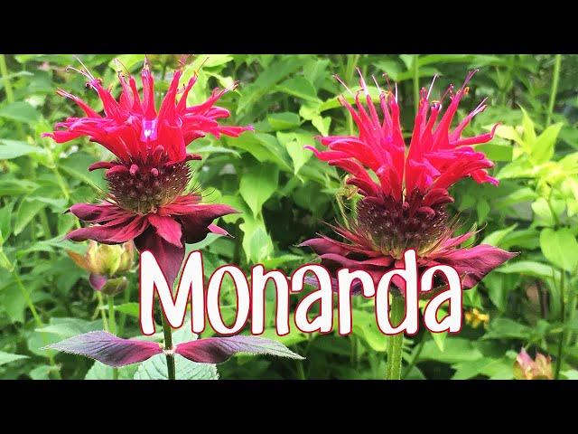 Monarda Is More Than Just a Pretty Flower