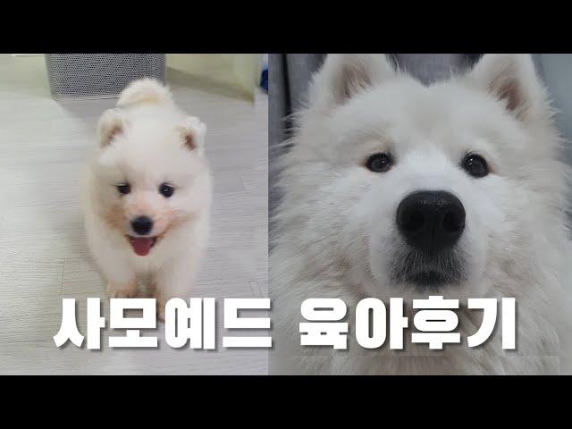 사모예드 및 대형견 입양을 망설이는 당신을 위한 영상