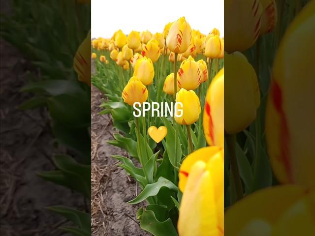 Spring is here Plan your trip to Netherlands now! Leave a comment if you want travel tips.