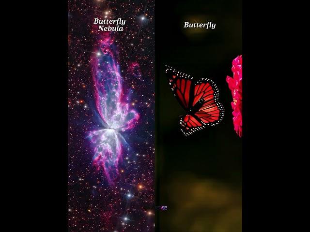 From DNA to Nebulas — The Patterns that Unite US! #space #universe #nebula #comparison #science