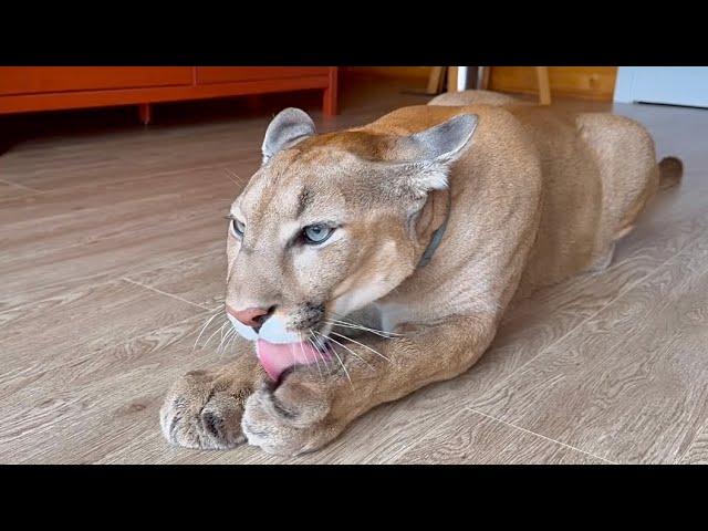 His paws aren't holding up, his tail is thin! Poor puma Messi hasn't eaten for ages!