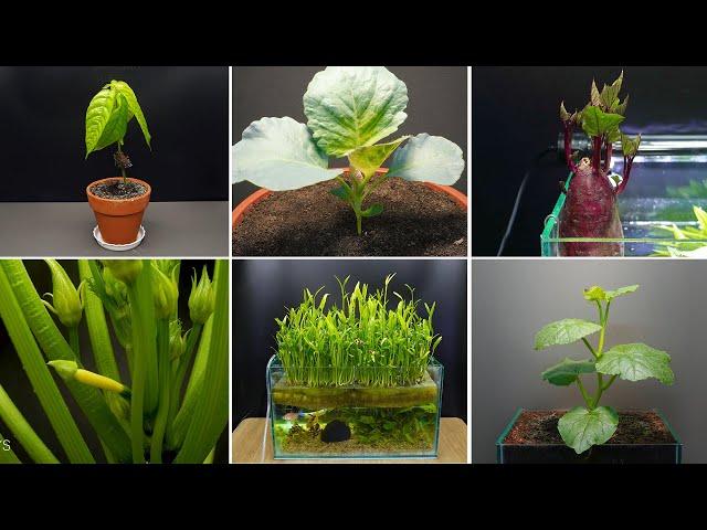 Growing Plants Compilation #2 -  210 Days Time Lapse