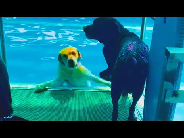 Funny Dogs Having a Bad Day - Funny Dogs Compilation || PETASTIC 