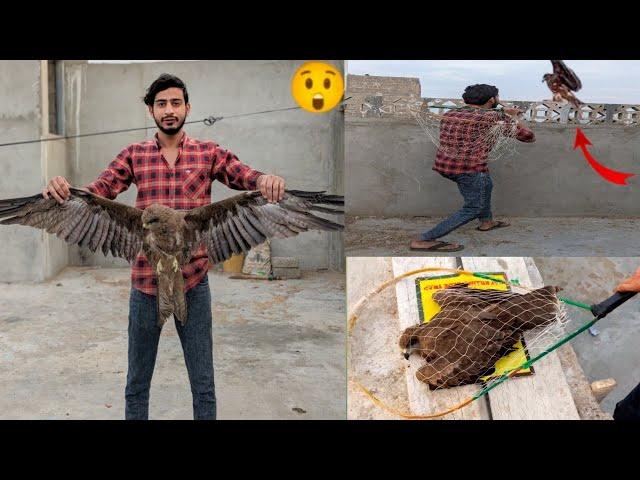 Eagle ko Aj paker Liya  .Easy Eagle Trap Using Net  . How to catch Eagle . Waqar mini zoo