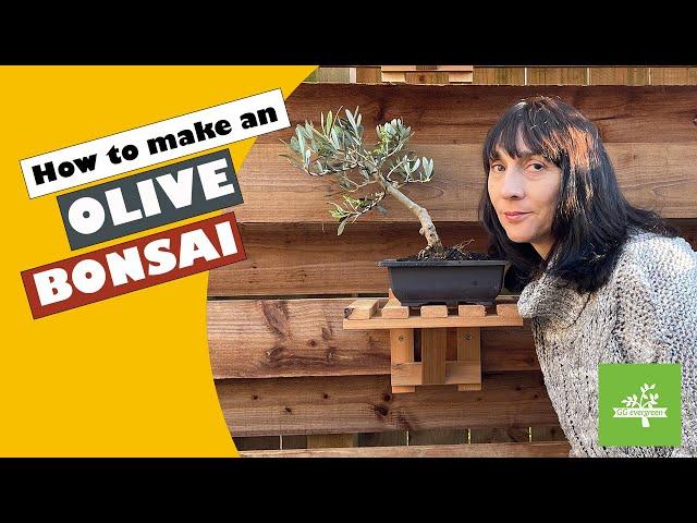 How to make a Bonsai from an Olive Tree with mindfulness and calm.