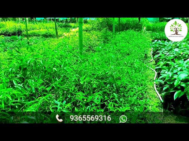 Agar wood plants in Maharashtra lowest price wholesale nursery if you want call  WhatsApp 9365569316