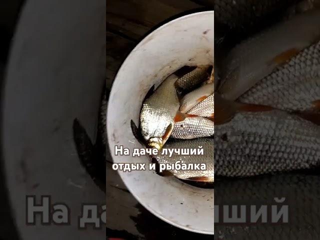 Ладога-дача