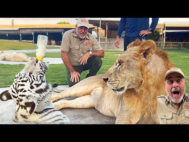 World's Largest Cat's