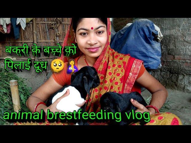 बकरी के बच्चे को पिलाई दूध /animal feeding vlog/@Anjuvlogsvaishali #youtube #video