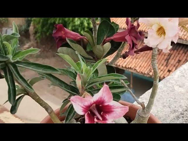 adenium with full of colour#adenium#adeniumlover#plant#desertrose#shorts #viralshorts