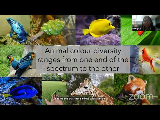 A kaleidoscope of colours: Evolution of butterfly wing patterns