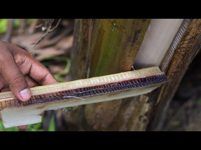 India finds a solution for Panama Disease/fusarium wilt that affects bananas (english subtitles)