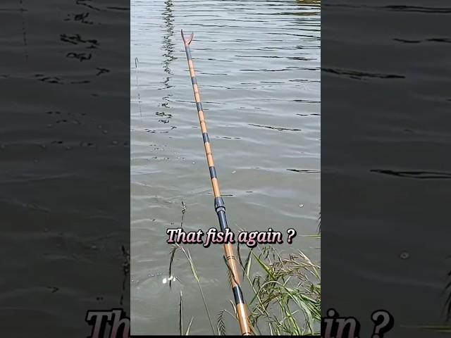 또 그놈인가? That fish again? fishingtime  평온한 시간 #fishing #nature #country  #평온 #잔잔한음악 #고요한음악