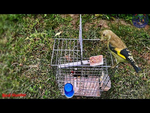 How to catch a goldfinch? Bird Cage Trap #birdtrap #trap #goldfinch #goldfinches #passaros #trap